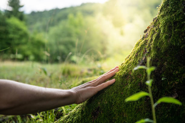 How Our Tree Care Process Works  in  Chepachet, RI