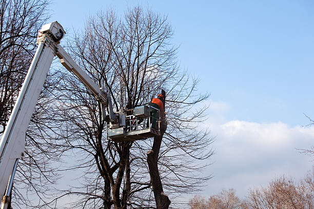 Trusted Chepachet, RI Tree Removal Services Experts